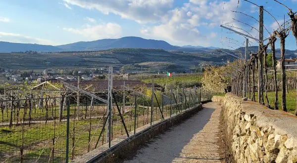 En grusväg leder genom böljande vingårdar i Valpolicella, med kullar och en liten stad i bakgrunden under en molnig himmel.