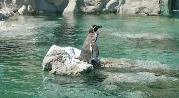 Pingwin na skale w wodzie. Zoo wiedeń.