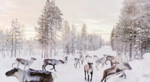 Renar rör sig genom en snöig skogsväg i norra Sverige, en scen som Alexandra Bengtsson fångat.