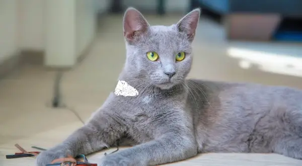 Gato gris con ojos verdes, parece tranquilo, pero ¿será que sufre de calvas en gatos por estrés?