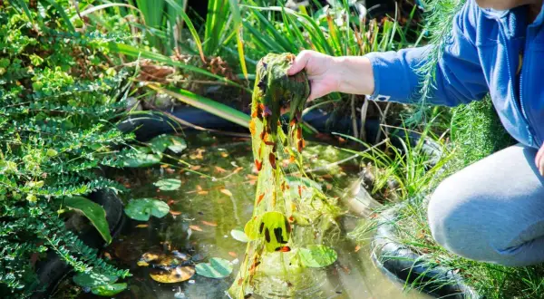 Person entfernt mit der Hand Wasserpest aus einem Teich. Kleine Fische schwimmen im Wasser.