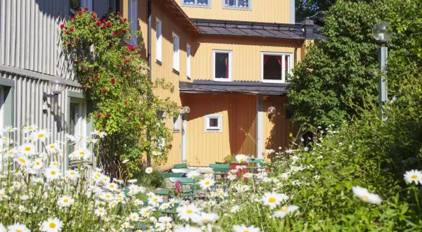 Sommar vid Zinkensdamm vandrarhem. Klätterrosor klättrar på huset, omgivet av tusentals prästkragar.