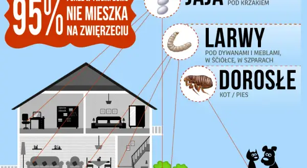 Jak rozmnażają się pchły? Zaskakujące fakty o ich cyklu życia