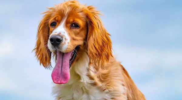 Ein brauner Hund mit langer Zunge hechelt, vielleicht wegen der Hitze oder leichtem Stress.