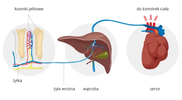 Schemat przedstawiający kosmoski jelitowe, wątrobę i serce, ilustrujący obieg substancji odżywczych.