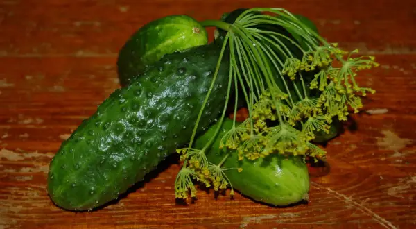 Frische Gurken und Dillblüten auf Holztisch. Dillsamen verwendung für Gewürzgurken.
