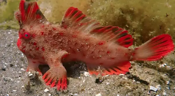 Un poisson-globe rouge vif, aux nageoires bordées de noir, se tient sur le sable. Il pourrait bien être le poisson le plus cher du monde, tant sa rareté est grande.