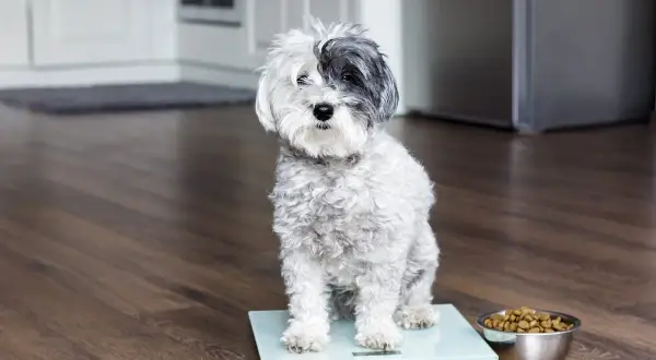 Ein kleiner, flauschiger Hund sitzt auf einer Waage, daneben ein Napf mit Futter. Er ist ein fetter Hund, der abnehmen muss.