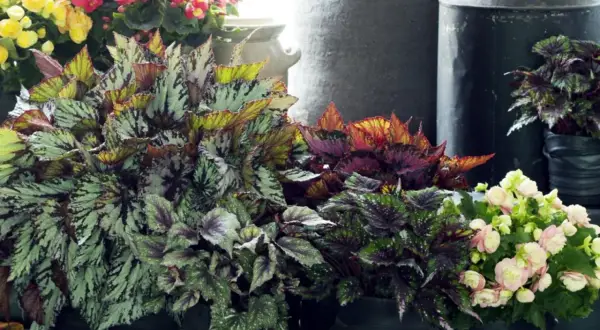 Kolekcja begonia odmiany w doniczkach. Liście w odcieniach zieleni, srebra, czerwieni i fioletu. W tle kwitnące begonie w kolorach żółtym i różowym.