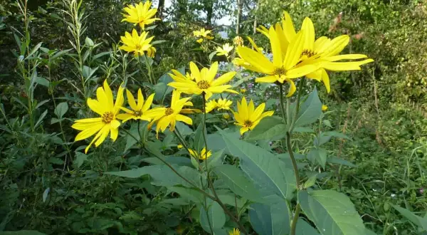 Sonnenblumenähnliche Blüten im Grünen. Vorsicht, Topinambur-Verwechslungsgefahr!
