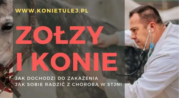 Weterynarz bada konia, który może mieć zołzy. Informacje o zakażeniu i leczeniu.