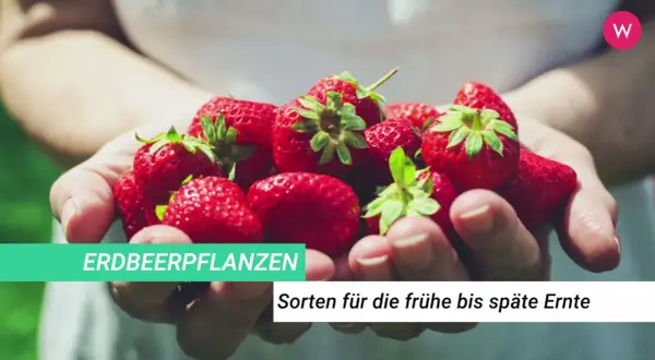Hände halten frische, rote Erdbeeren. Diese Erdbeeren sind wie kleine Herzblätter, bereit für die Ernte.