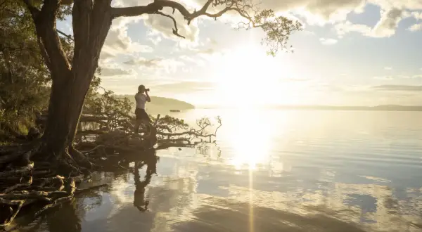 A photographer captures the serene beauty of golden hour by a tree with exposed roots, its branches reaching towards the sunlit water.