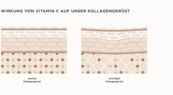 Vergleich von starkem und brüchigem Kollagengerüst. Vitamin C Serum Wirkung: stärkt das Kollagengerüst für jugendlichere Haut.