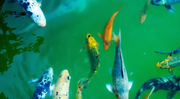 Plusieurs poissons koï aux couleurs vives nagent dans une eau verte. Leur durée de vie peut être impressionnante.
