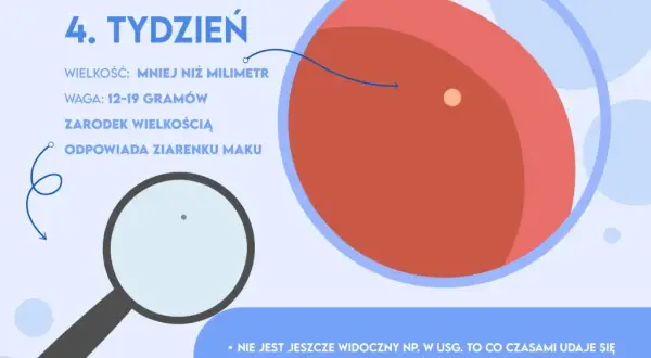 Ciąża w 4 tygodniu: objawy, rozwój płodu i zmiany w organizmie