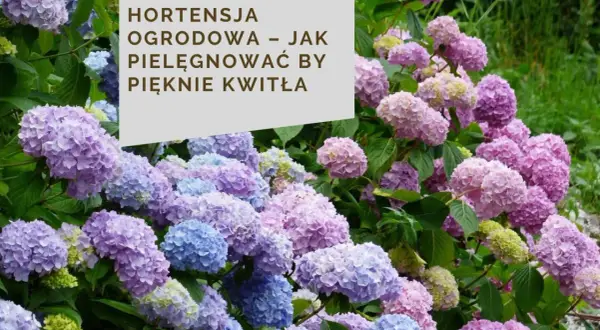 Piękna hortensja w doniczce w domu, z mnóstwem fioletowych i niebieskich kwiatów.