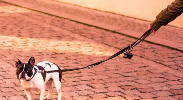 Un bulldog francés con correa se niega a salir a la calle.