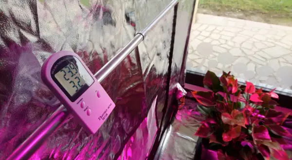 Termoigrometro con sonda rosa misura 23.9°C e 32% umidità, vicino a una pianta di anthurium sotto luce viola.