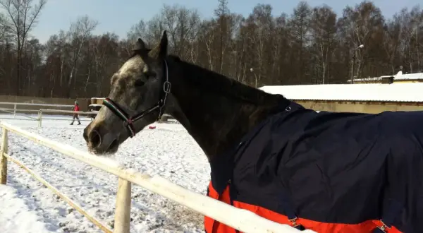 Szarobury koń w derce czeka na trening. W tle śnieżny padok i las.