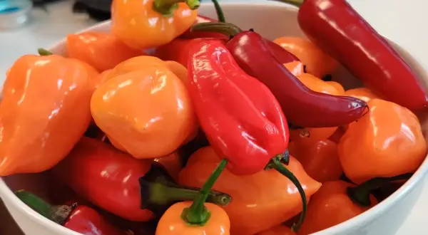 En skål med färgglada chilipeppar, både runda orange och avlånga röda. Dessa kan ha högt **chilli scoville**-värde.