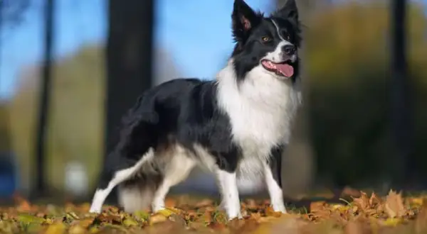 Cuál es el perro más inteligente y qué lo hace destacar entre los demás