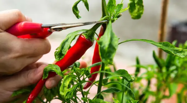 En hand klipper av en röd trinidad chili från en planta.