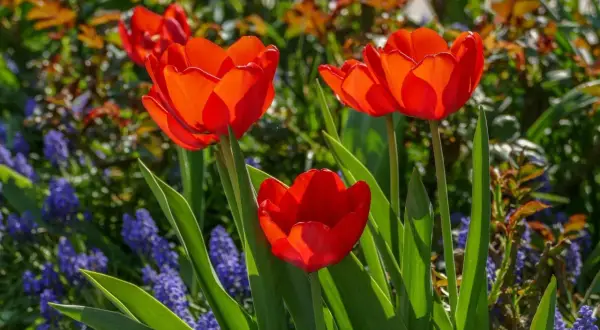 Trzy czerwone tulipany botaniczne rozkwitają wśród niebieskich szafirków i zielonych liści.
