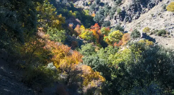 Un **bosque encantado** en Granada se tiñe de ocres y dorados otoñales, con árboles de hoja caduca salpicando la ladera rocosa.
