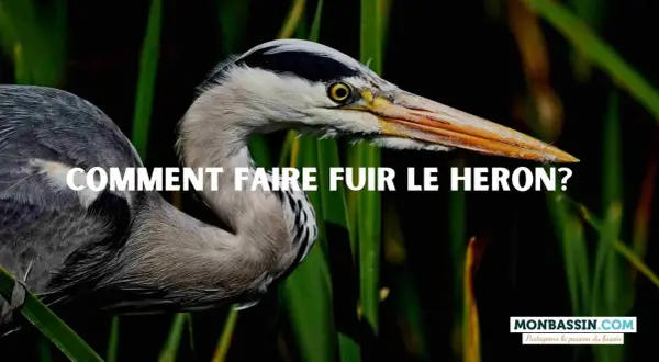 Gris, le héron se tient dans les roseaux. La question "Comment faire fuir le héron ?" est écrite en blanc sur l'image.