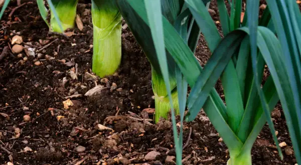 Porri verdi che crescono nel terreno fertile, pronti per essere raccolti.