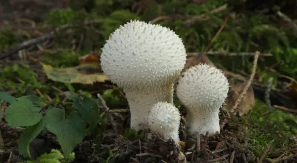 Tres hongos blancos con púas, como un pedo de lobo, crecen en el suelo del bosque cubierto de musgo.