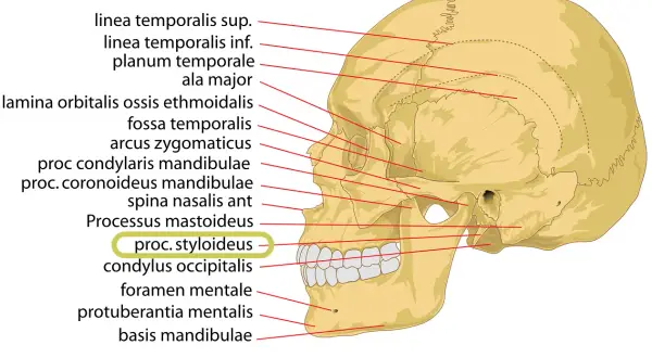 Schädelansicht mit Beschriftungen. Der processus styloideus ulnae ist hervorgehoben.