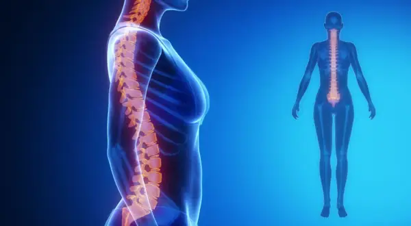 Anatomia kręgosłupa, uwydatniająca naturalne krzywizny, które mogą być zaburzone w przypadku lordozy u dzieci.