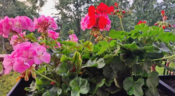 Jaki nawóz do pelargonii, aby zapewnić piękne kwitnienie i zdrowie?