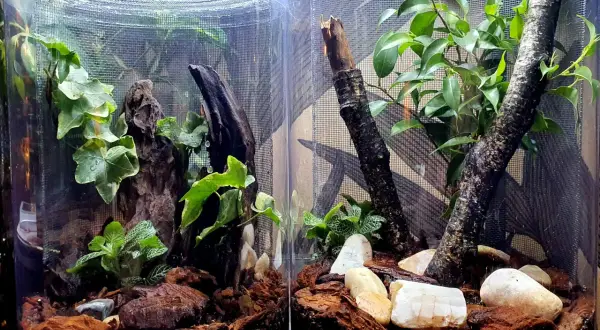 Jak urządzić terrarium dla modliszki, aby zapewnić jej idealne warunki