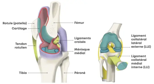 Anatomie du genou, montrant les ligaments croisés, ménisque, rotule et tendons. Une douleur du genou jusqu'au pied peut être liée à ces structures.