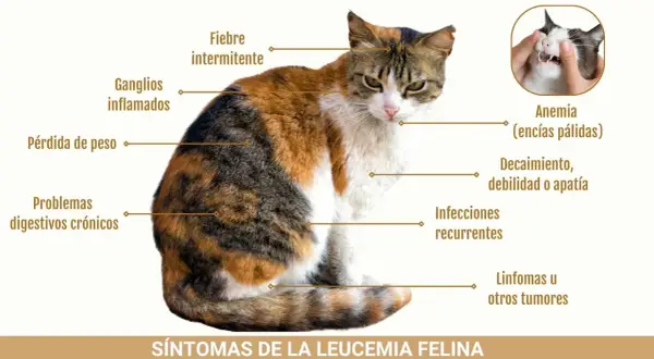 Gato tricolor con síntomas de leucemia felina: fiebre, ganglios inflamados, pérdida de peso, anemia, apatía, infecciones y tumores.