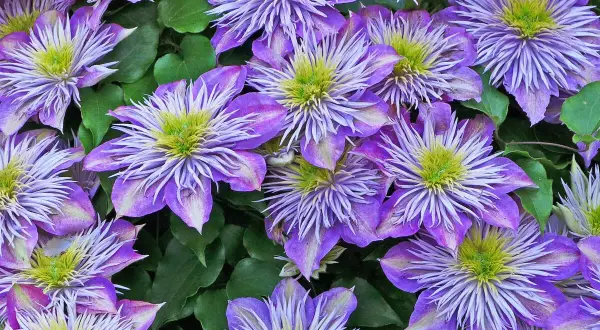 Nahaufnahme von violetten Clematisblüten mit grünen Blättern. Der richtige Zeitpunkt für clematis schneiden ist wichtig für üppiges Wachstum.