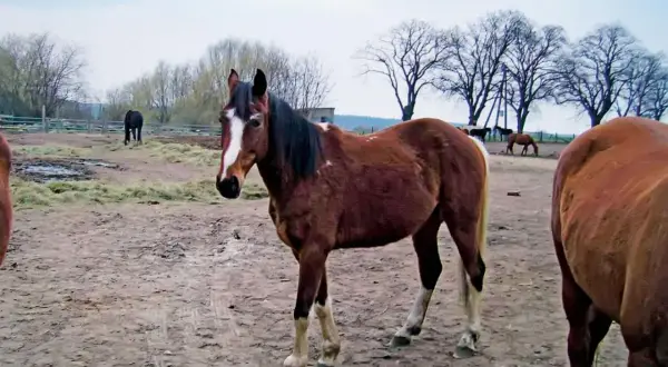 Ile kosztuje weterynarz dla konia? Zaskakujące wydatki na opiekę