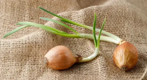 Deux oignons germés sur une toile de jute, prêts à pousser.