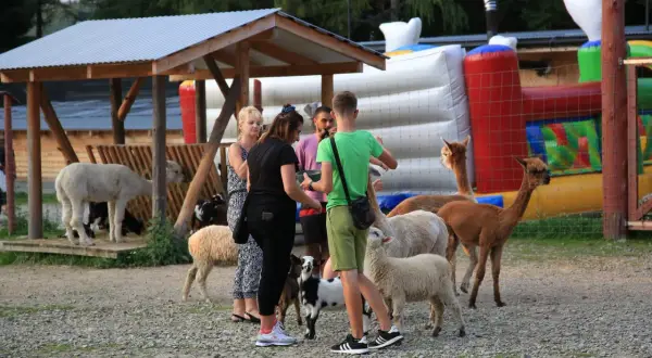 Rodzina odwiedza mini zoo w Zakopanem, karmiąc alpaki i owce.