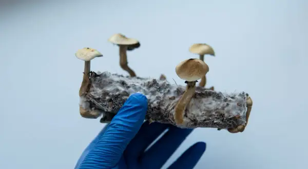 Grzyby psylocybinowe: Zrozum efekty, ryzyka i potencjał terapii