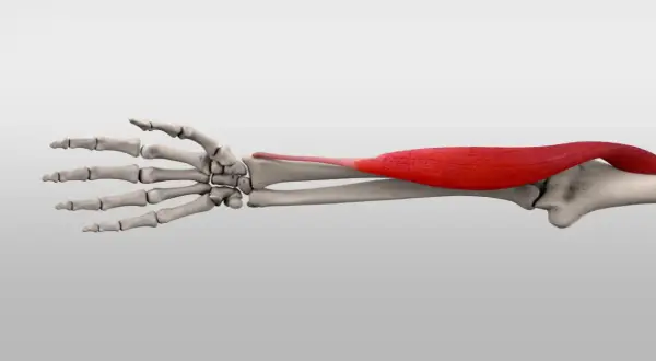 Der rote Muskel brachioradialis spannt sich über dem Unterarmknochen und der Hand.