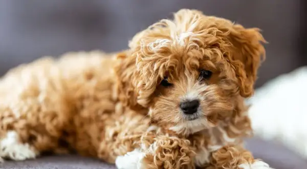 Słodki, kudłaty szczeniak Cavapoo leży na szarej kanapie.