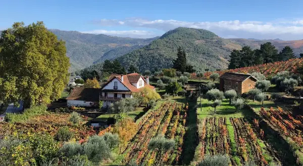Casas rurales rodeadas de viñedos y olivos en otoño, con colinas verdes al fondo, en la región de Braganza, Portugal.