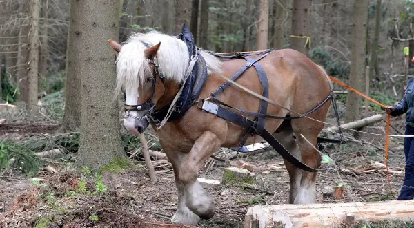 Koń pociągowy, z grzywą jak u lwa, pracuje w lesie, ciągnąc drewno.