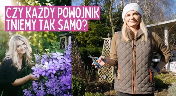 Jak długo kwitnie powojnik? Odkryj sekrety długiego kwitnienia