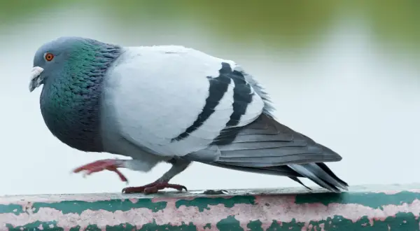 Gołąb miejski z zielonym połyskiem na szyi, siedzący na zielonej, zniszczonej poręczy.