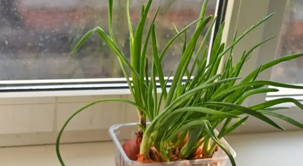 Zielony szczypiorek wyrasta z cebulek w plastikowym pojemniku na parapecie. Prosty sposób, jak sadzić szczypiorek w domu.